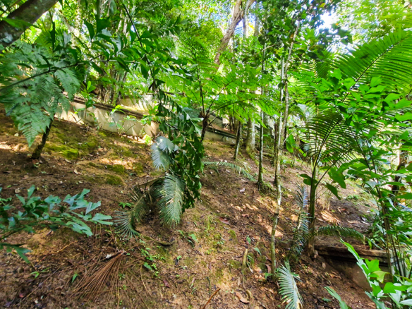 Casa à venda no Condomínio Dominga Dias em Ubatuba com 700 m² de área construída