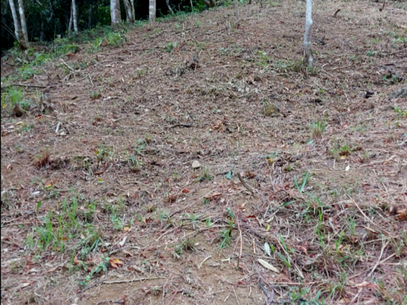 Excelente terreno de 2.096,00 m² com licença ambiental aprovada na Praia da Fortaleza | Ubatuba