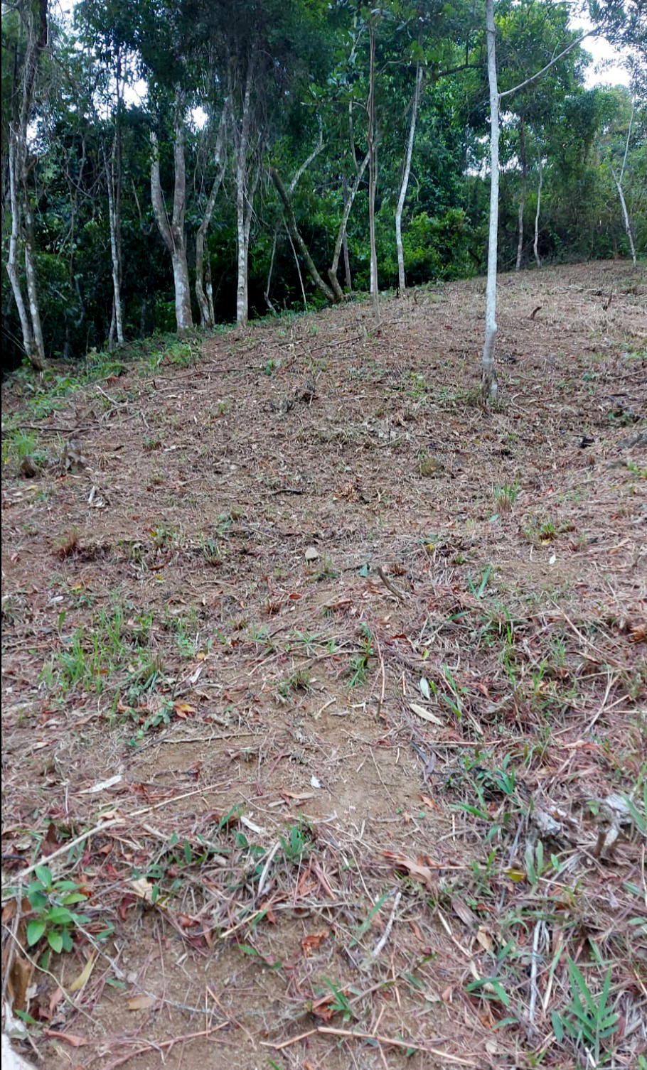 Excelente terreno de 2.096,00 m² com licença ambiental aprovada na Praia da Fortaleza | Ubatuba