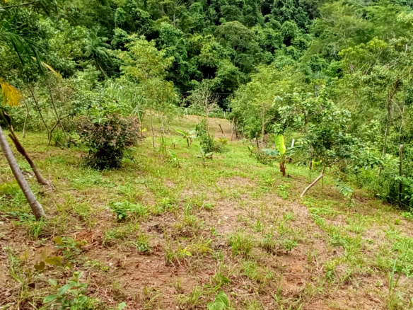 Excelente terreno de 2.096,00 m² com licença ambiental aprovada na Praia da Fortaleza | Ubatuba