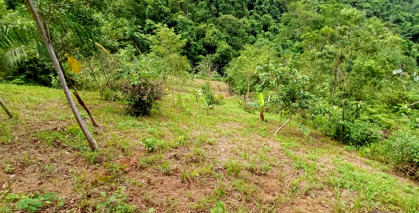 Excelente terreno de 2.096,00 m² com licença ambiental aprovada na Praia da Fortaleza | Ubatuba