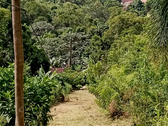 Excelente terreno de 2.096,00 m² com licença ambiental aprovada na Praia da Fortaleza | Ubatuba