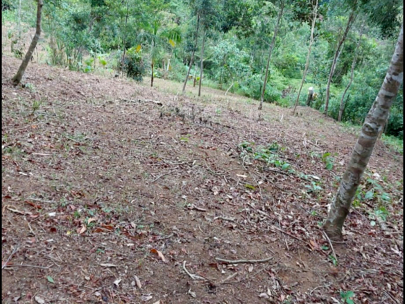 Excelente terreno de 2.096,00 m² com licença ambiental aprovada na Praia da Fortaleza | Ubatuba