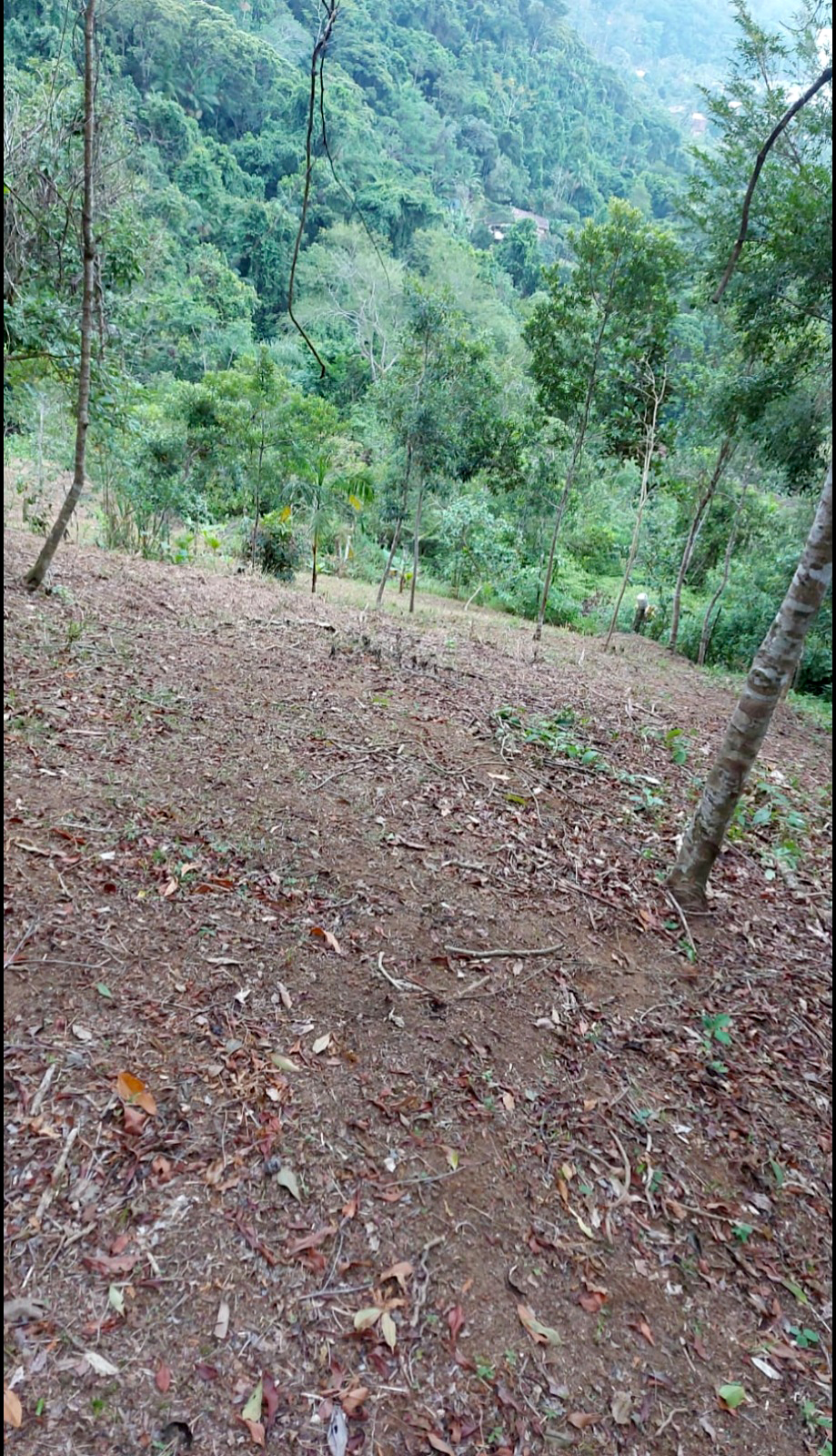 Excelente terreno de 2.096,00 m² com licença ambiental aprovada na Praia da Fortaleza | Ubatuba
